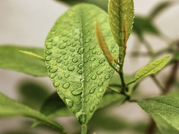 planta con rocío